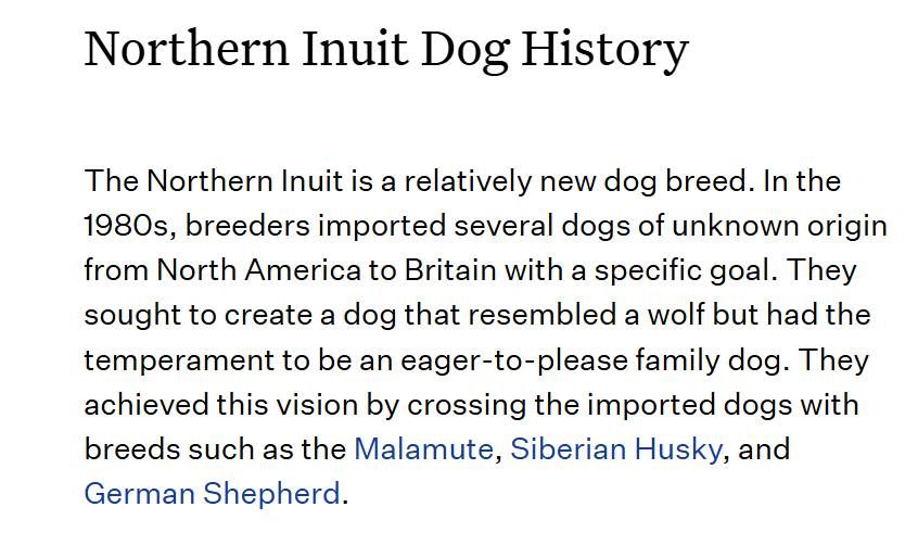 The Northern Inuit is a relatively new dog breed. In the 1980s, breeders imported several dogs of unknown origin from North America to Britain with a specific goal. They sought to create a dog that resembled a wolf but had the temperament to be an eager-to-please family dog. They achieved this vision by crossing the imported dogs with breeds such as the Malamute, Siberian Husky, and German Shepherd.
