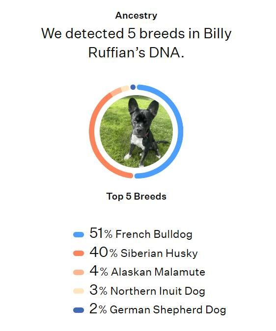DNA results are 51% French Bulldog 40% Siberian Husky 4% Alaskan Malamute 3% Northern Inuit Dog 2%German Shepherd Dog
