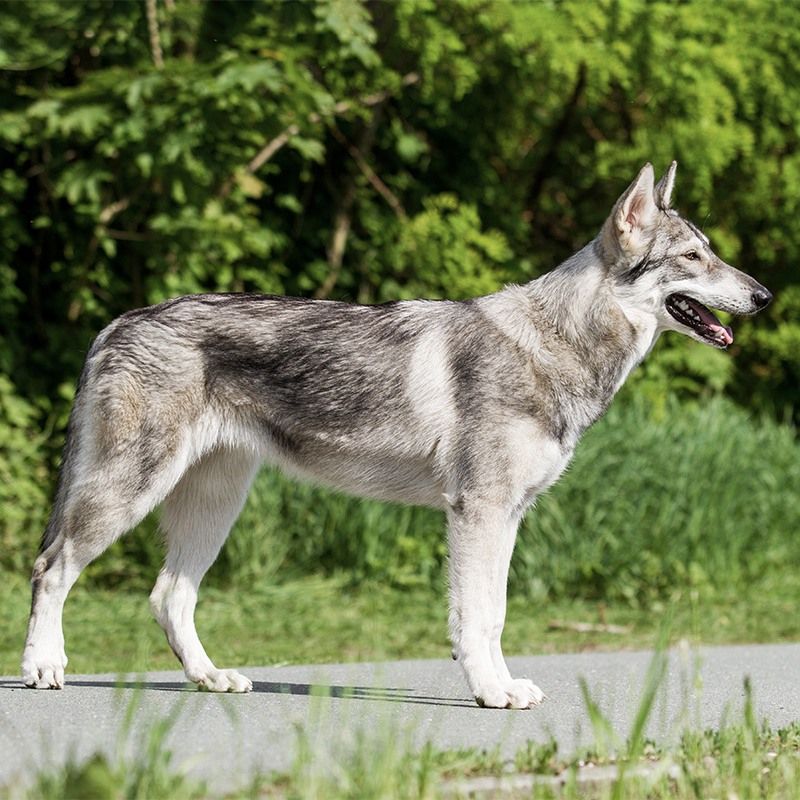 Northern Inuits are medium-to-large dogs with an athletic build and wolf-like appearance.