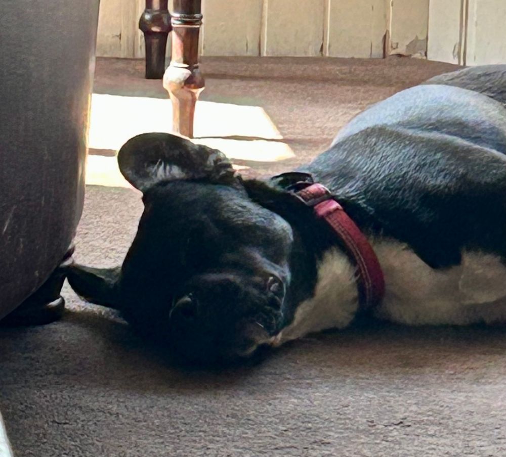 Billy flat out asleep after his puppy class