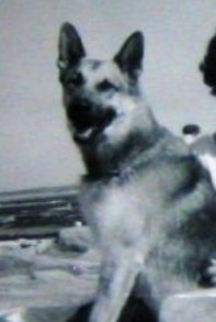 Karl the German Shepherd in the 1960's