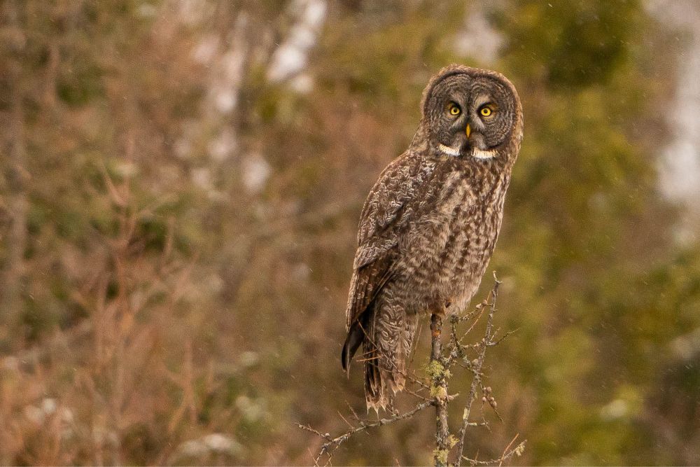 Great Gray Owl perches on a tree in snow