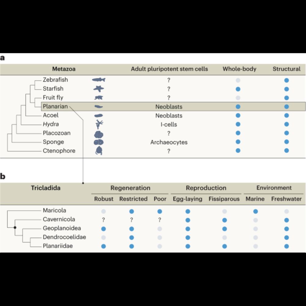 Transitions and trade-offs in regeneration - Nature Ecology & Evolution