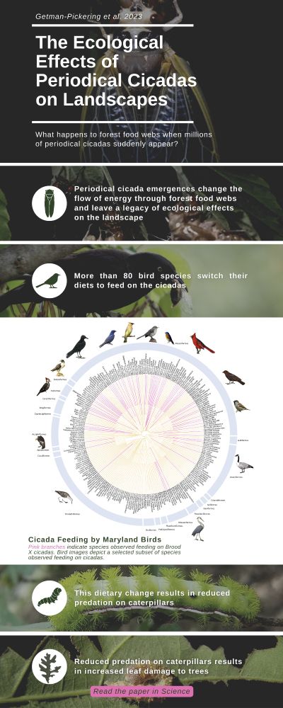 Ecological effects of periodical cicadas on landscapes (infographic summary of Getman Pickering et al. 2023 Science)