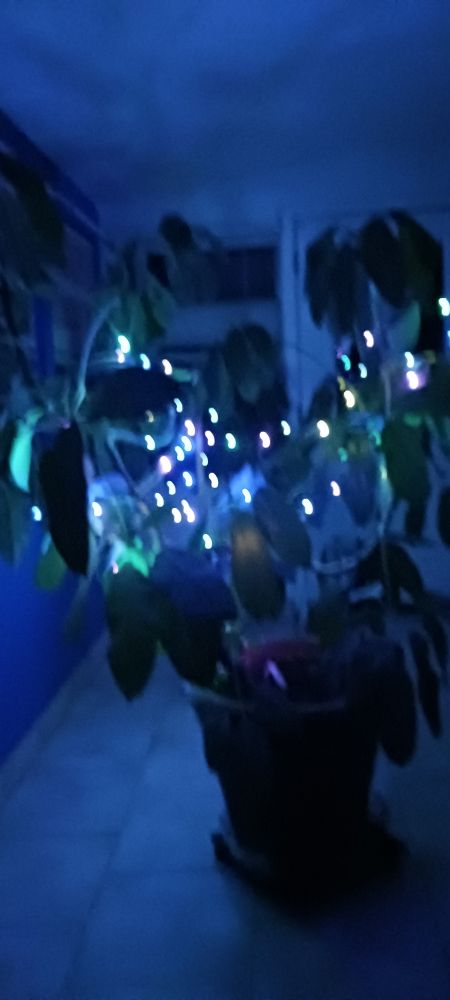 Floor to ceiling plant w/fairy lights