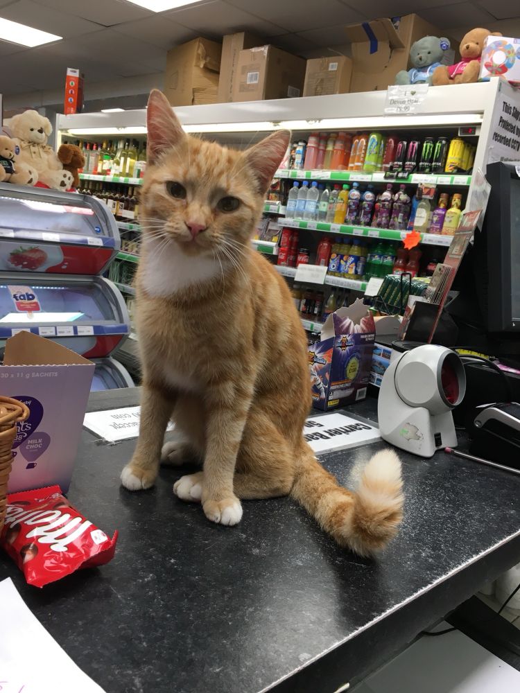 Photo of a ginger cat sitting on a counter in a holiday park shop