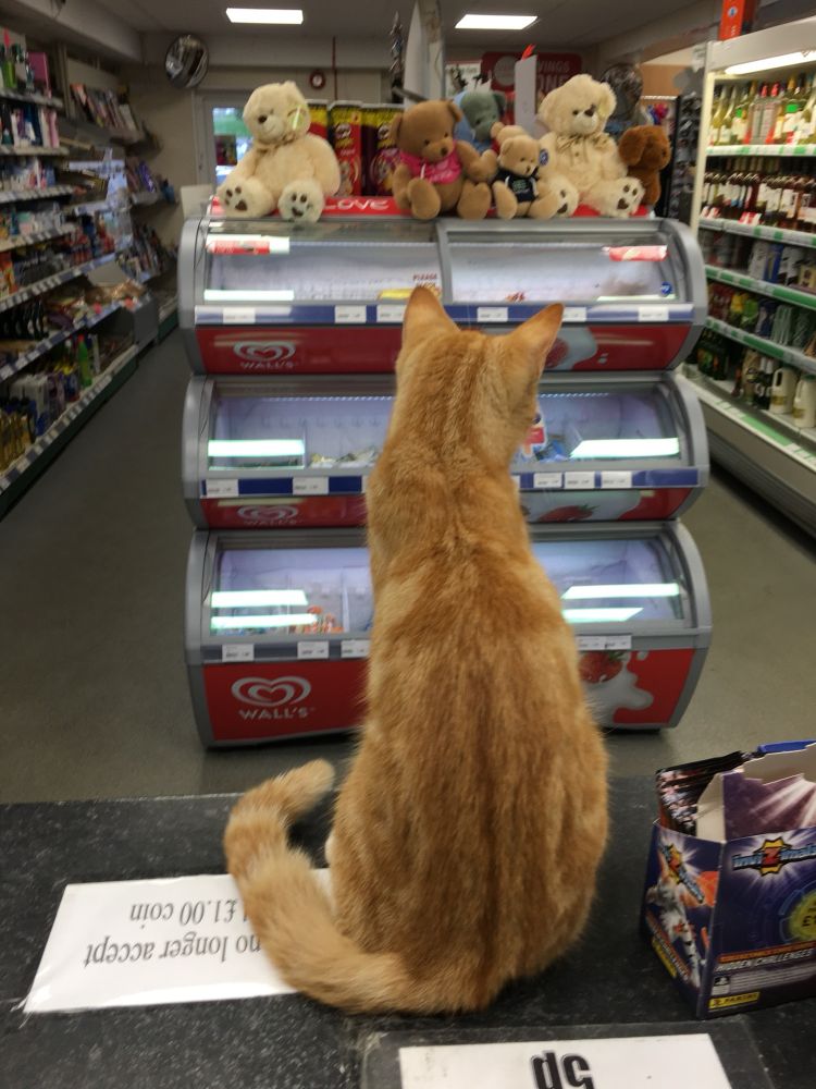 Photo of a ginger cat sitting on a counter in a holiday park shop