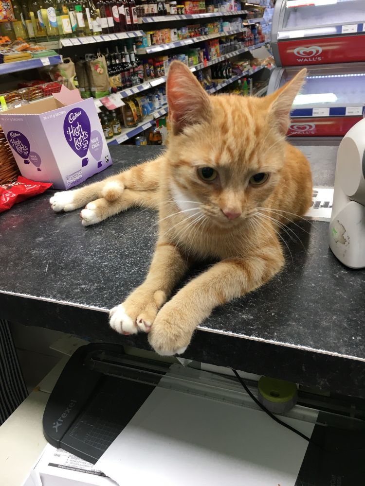 Photo of a ginger cat laying on a counter in a holiday park shop