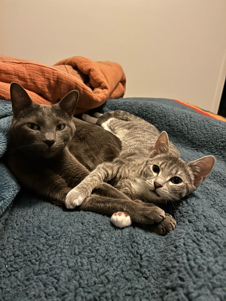 Two cats cuddling on a blanket