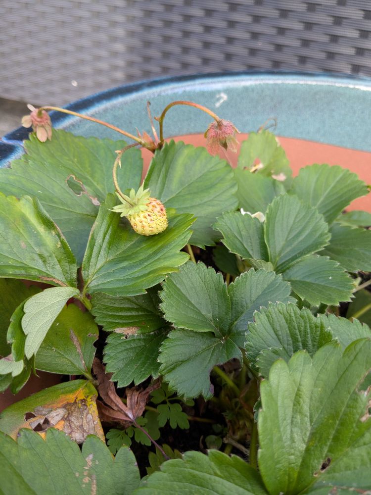 Strawberry fruit starting to turn red. 