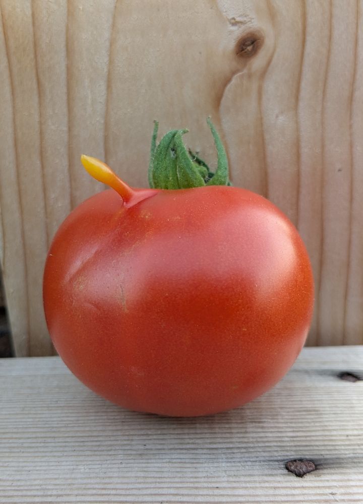 Red tomato, green stalk, on wooden bench. Has a small appendage in the form of an unusual sticky out bit that has a yellow tip. 