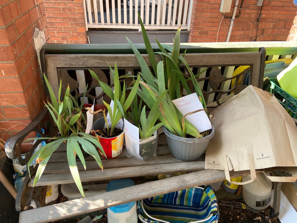 Photo of four plant pots of bearded Iris, sitting on a wooden bench. Each pot has a paper labeling the colour or strain. 