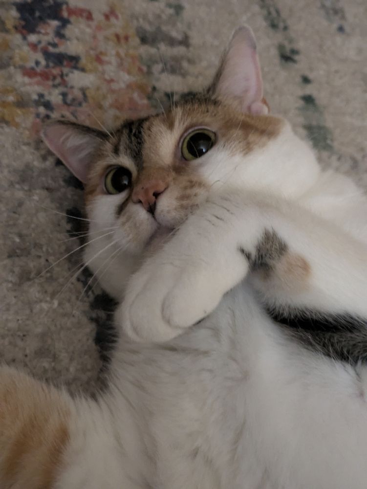 A close up of a calico cat in bunny mode. She has no thoughts up there 