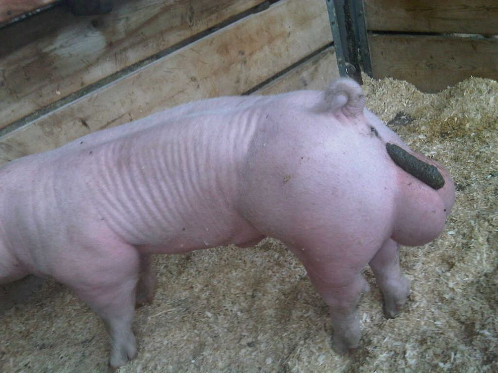 Pig poop balls pic 