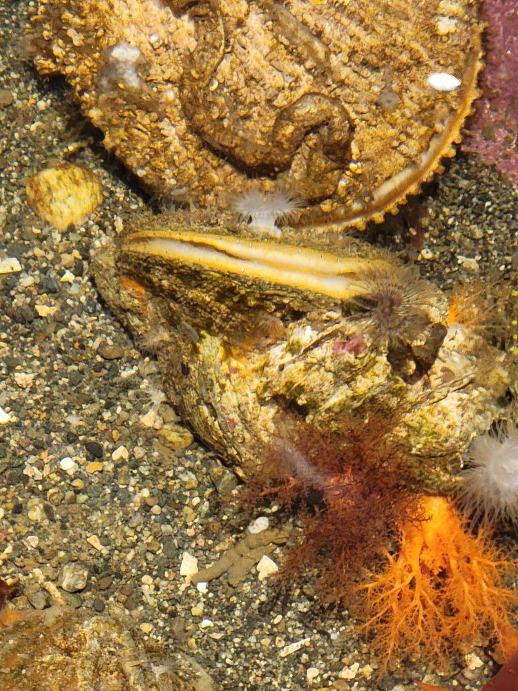 Scallops have eyes that allow them to see both shadow and movement. Their eyes are blue under a microscope
