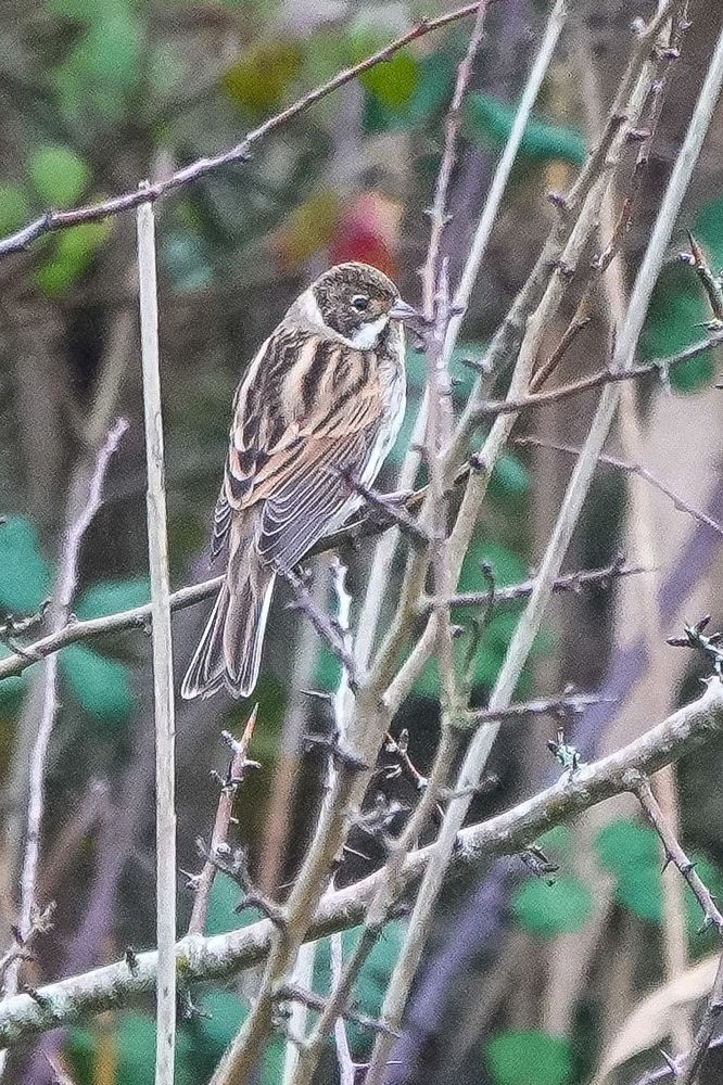 Reed Bunting posing in low scrub on edge of small reedbed