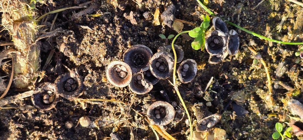 Field Bird Nest Fungus