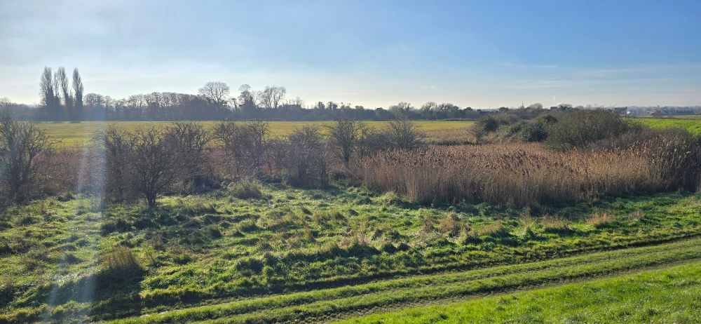 Viewing east from the creek seawall across fields, rough grassland and bushes within a pretty impenetrable reedbed!

Not in the photo, but this is where I recorded the Corn Bunting and Yellowhammer today. Waxwings were a highlight here last winter!