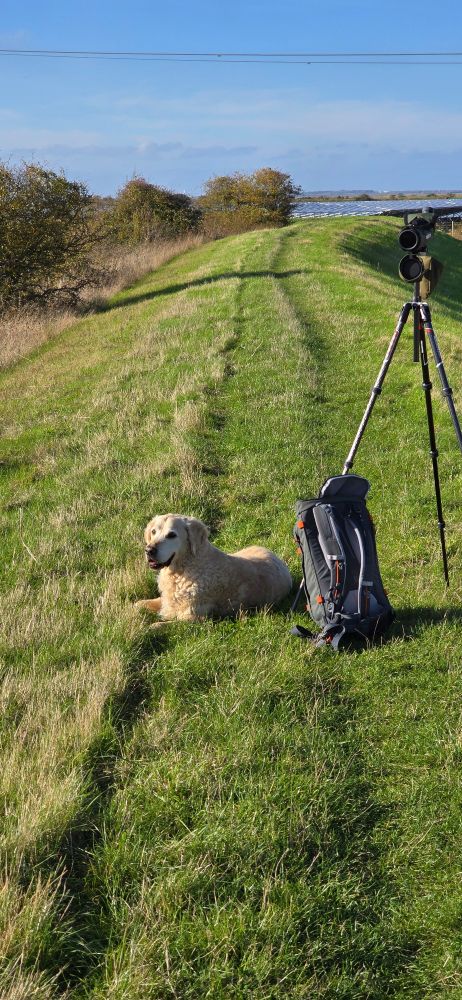 Golden Retriever guarding the equipment while I went off photographing the Dartford Warbler