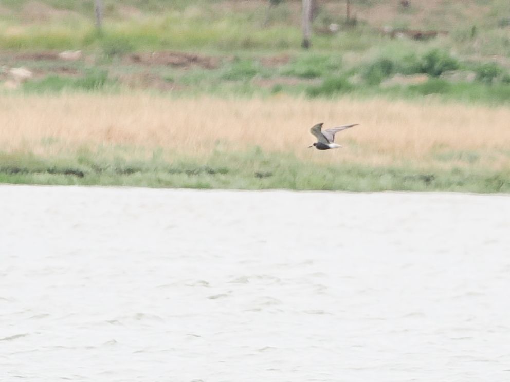 Distant cropped photo of the moulting adult Black Tern flying west along the Swale Channel from Dan's Dock.