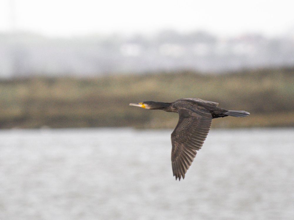 Cormorant flying past my WeBS count point 