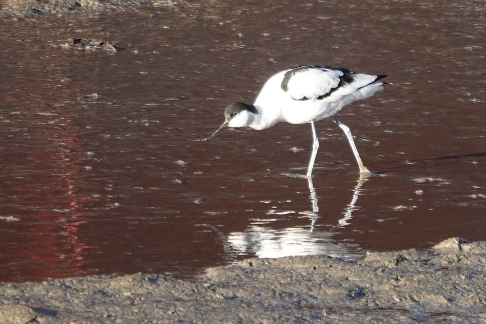 Pied Avocet. A fairly common winter visitor to the creek. This is the first I've seen during the current winter period. Welcome back!