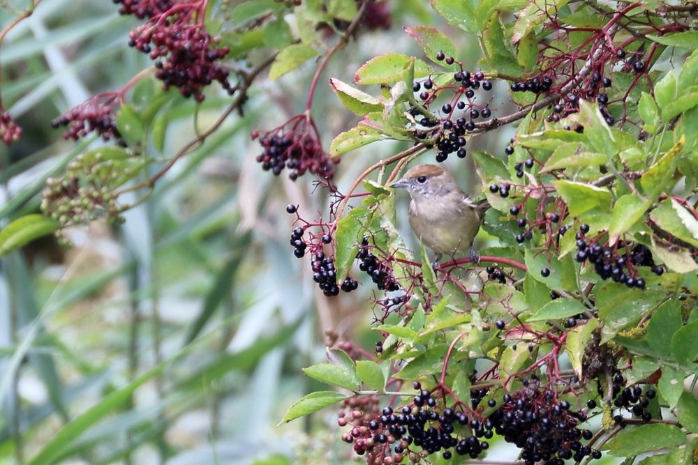Female Blackcap feeding on berries 