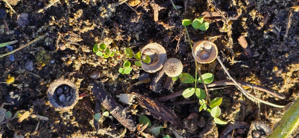 Field Bird Nest Fungus 