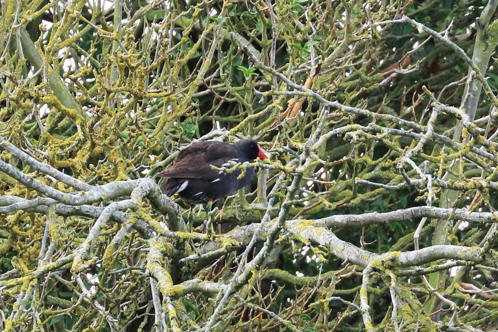 Capture of this branch walking Moorhen quite high in this bush. Always fun to see and quite commonly seen in bushes along this stretch of Thorne Creek at Faversham Creek 
