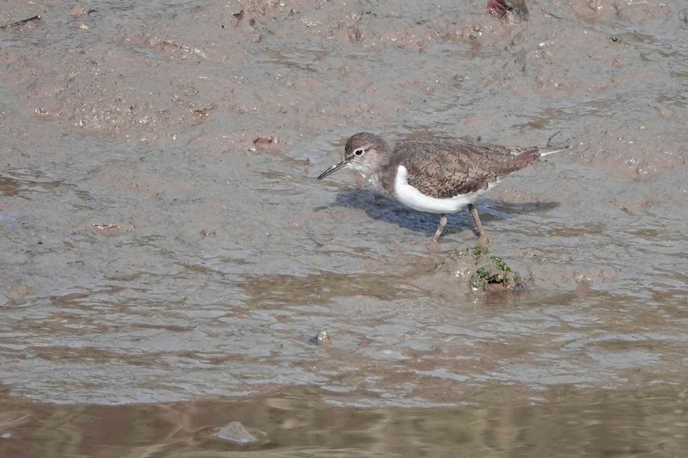 One of the Faversham Creek regular Common Sandpipers feeding along Standard Quay