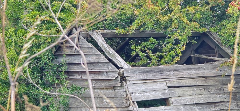 There's a Little Owl in here, honest!