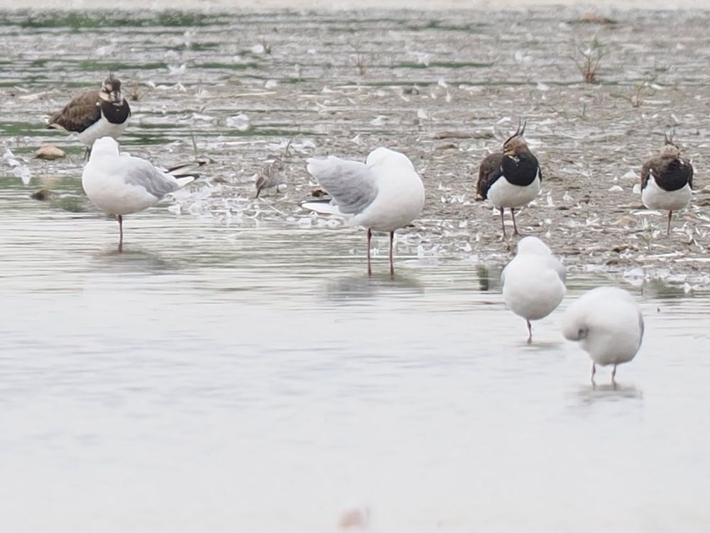 Record crop of distant White-rumped Sandpiper, Oare Marshes 