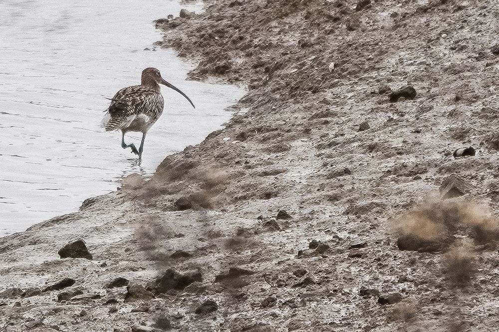 Curlew walking away from my attempts to take a photograph with a Sony RX 10 camera!