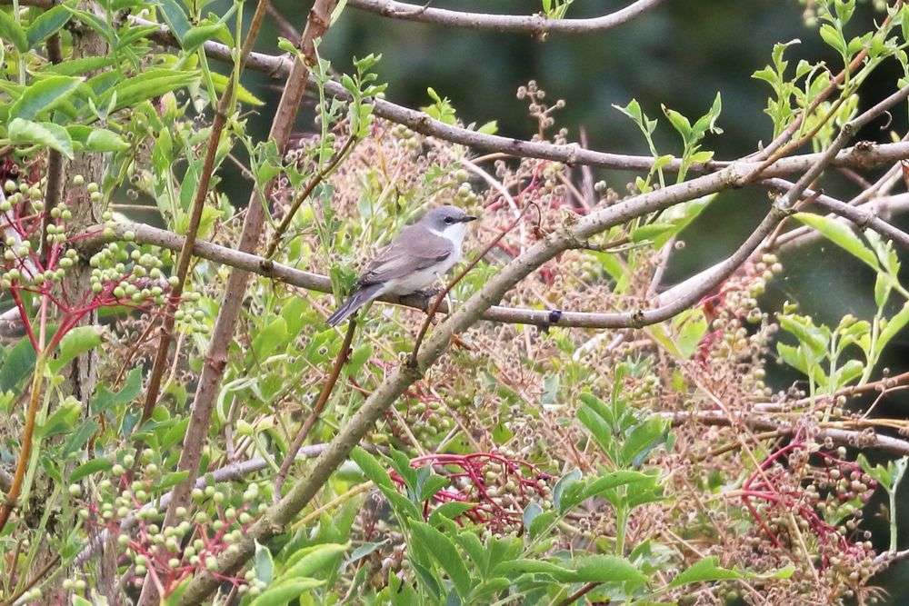 Lesser Whitethroat was quite active feeding and seemed to favour this particular bush.