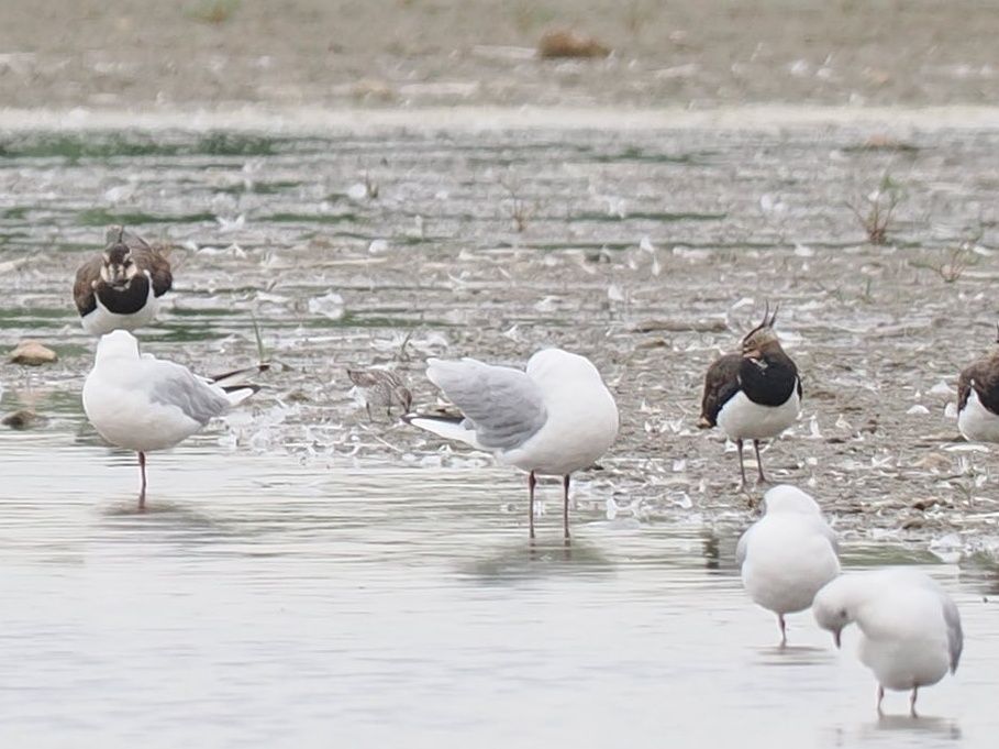 Record crop of distant White-rumped Sandpiper, Oare Marshes 