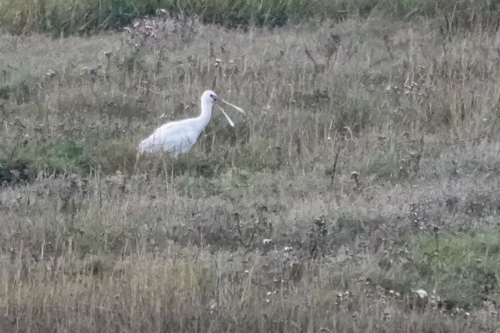 Spoonbill with bill wide open on Saltmarsh.

A distant, heavily cropped image taken at dusk.