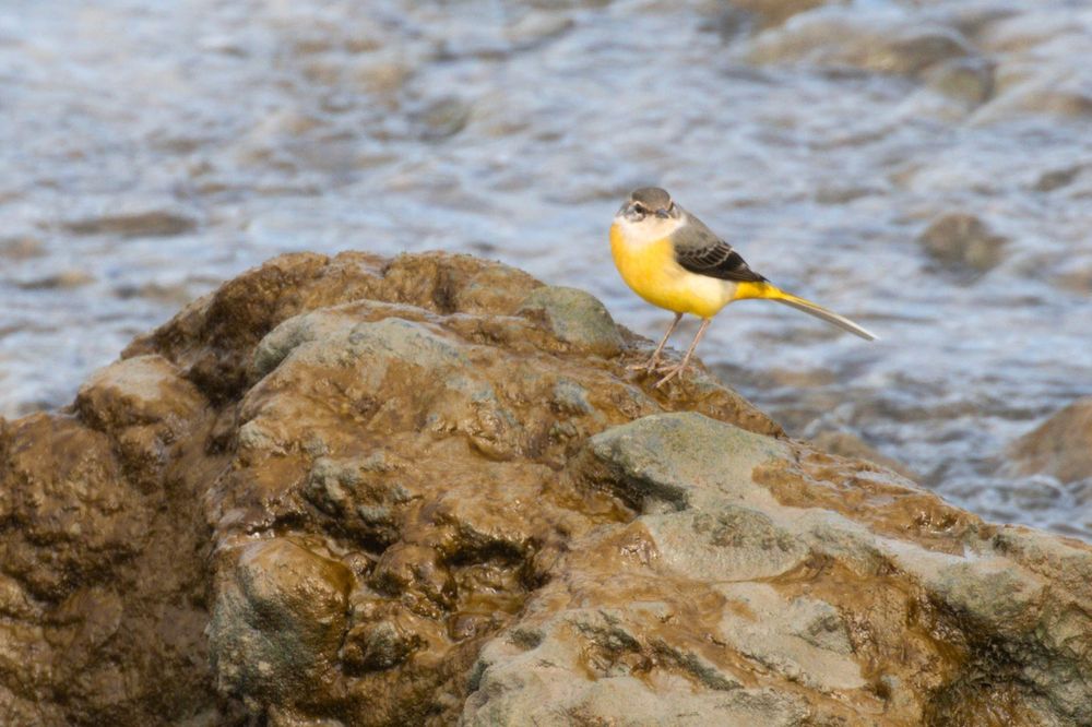 Grey Wagtail popping in to the sewage outflow along Faversham Creek 