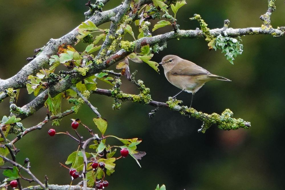 Chiffchaff feeding on plentiful insects along sewage farm boundary 