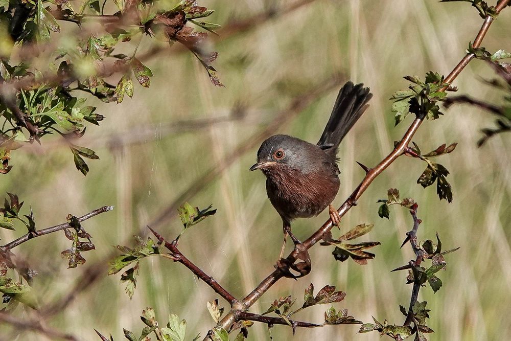 Dartford Warbler showed well along the coastal footpath 