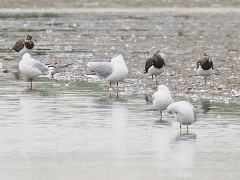 Record crop of distant White-rumped Sandpiper, Oare Marshes 