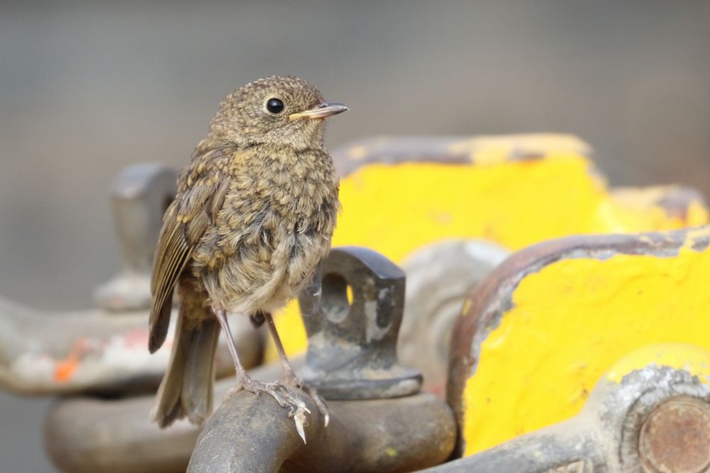 Very tame juvenile Robin came inquisitively to pose for a portrait 