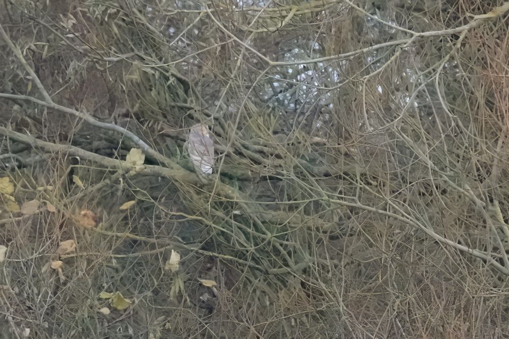 It's the back of a Barn Owl sitting in a distant tree (honest!). 

It was quite when I took this photo of our first Barn Owl on our patch this year. Thisbis why I included the poor and very heavily cropped image!