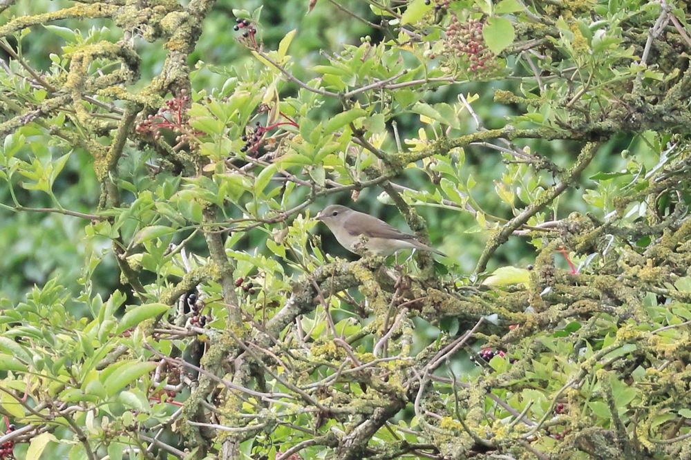 Garden Warbler was distant but sat still in a distant bush just long enough for a record shot.