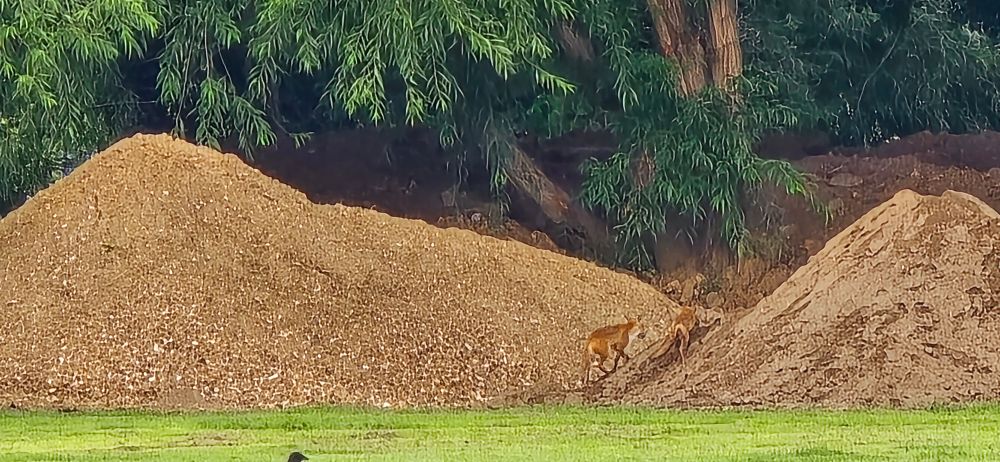 Two distant Foxes near the school playing fields in Faversham