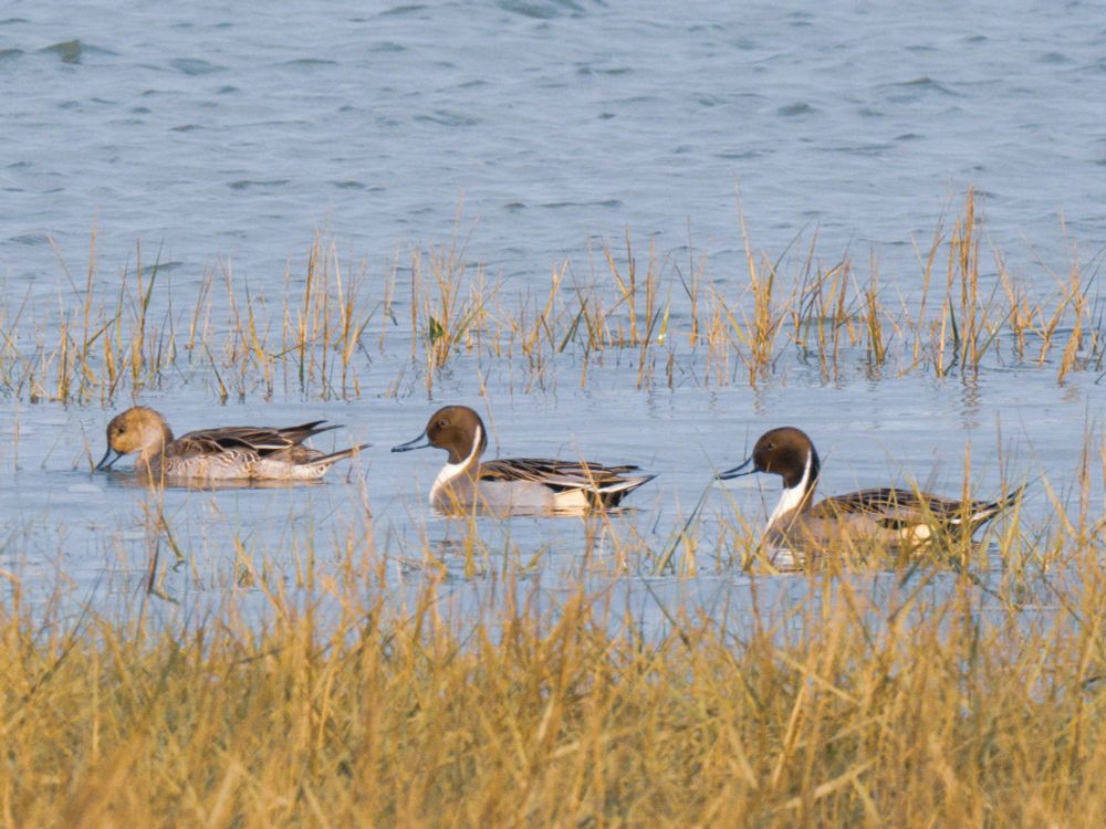 Female and two male Pintail ducks feeding on the rising tide
