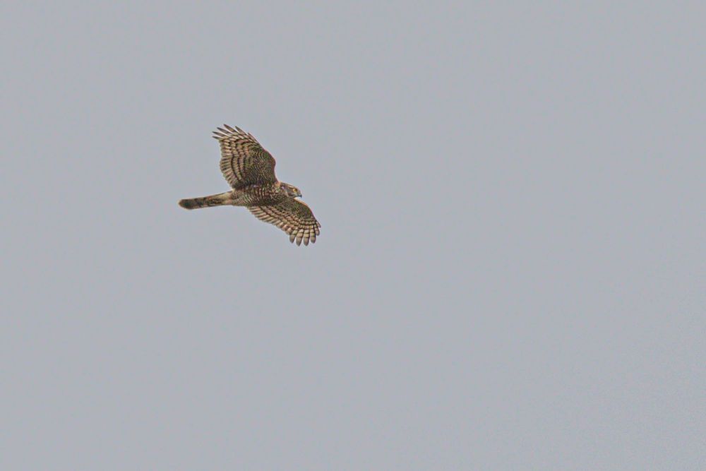 Sparrowhawk flyover at Faversham Creek 