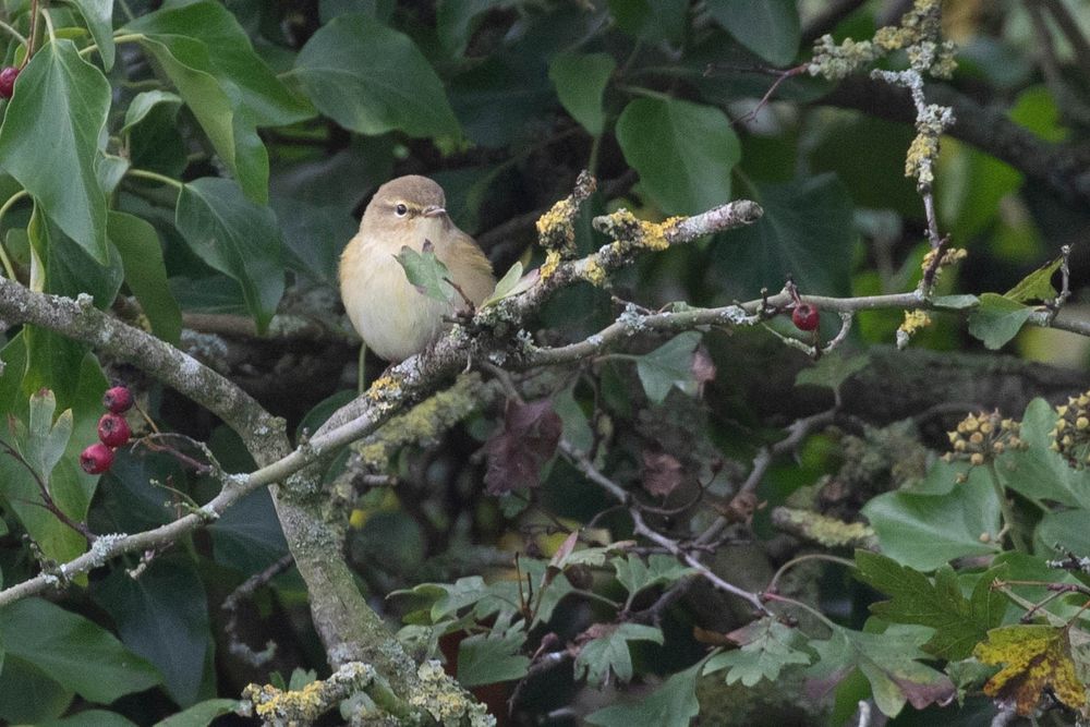 1 of at least 7 Chiffchaff feeding along edge of sewage farm at Thorne Creek, Faversham Creek 