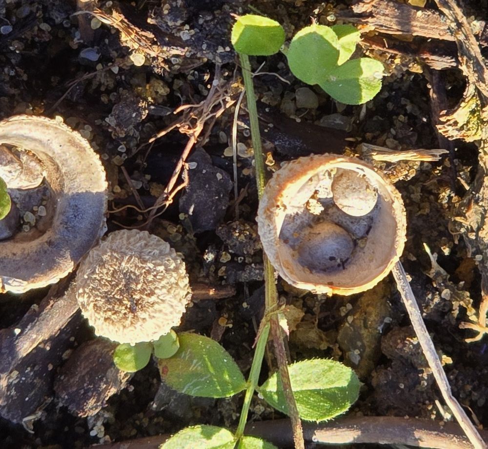 Field Bird Nest Fungus