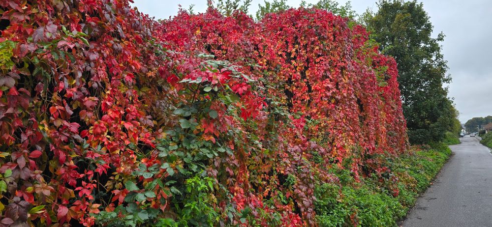 Beautiful autumnal hedgerow along part of my local birding patch