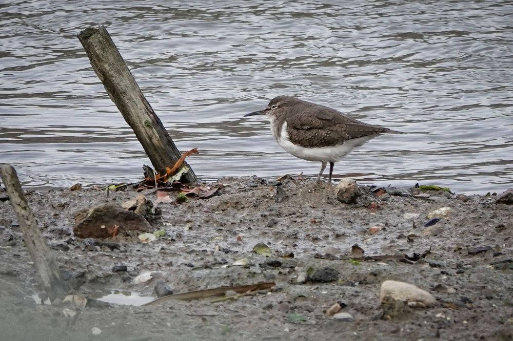 Common Sandpiper hunkering down from the strong wind along Faversham Standard Quay.